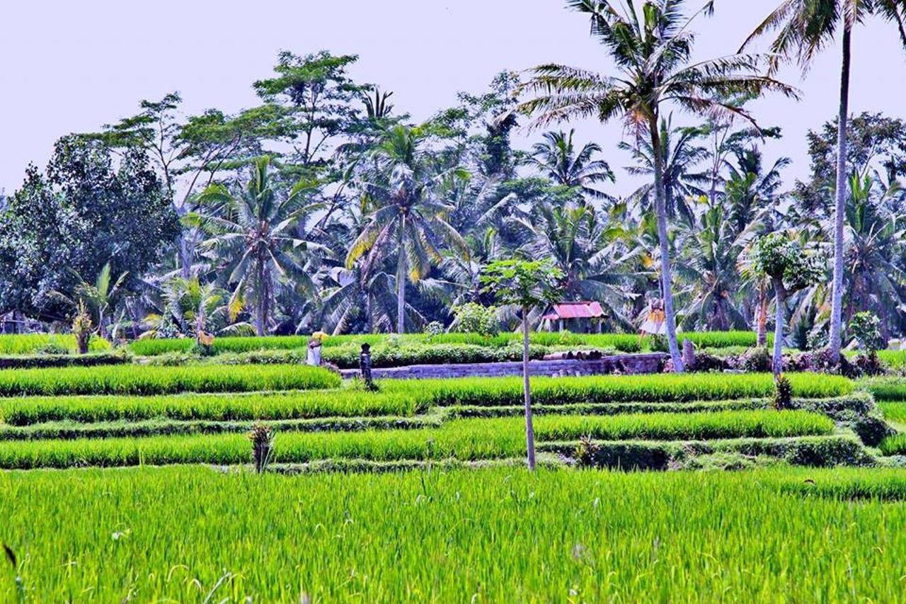 White Villa Ubud מראה חיצוני תמונה