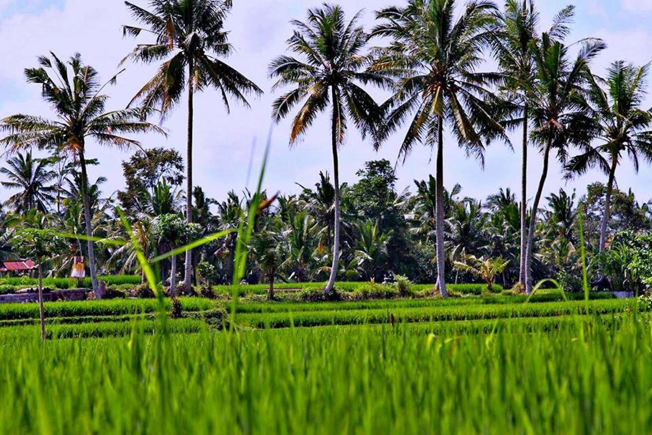 White Villa Ubud מראה חיצוני תמונה